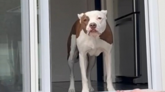 Illustration : La peur des escaliers empêche cette chienne de profiter du jardin, jusqu’à ce que ses maîtres trouvent une solution (vidéo)