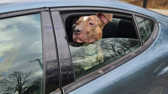 Illustration : Après avoir passé 7 ans en refuge et subi de nombreux échecs, ce chien trouve enfin son foyer pour la vie