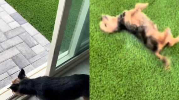 Illustration : Ce chien senior habitué à l’appartement découvre avec joie le jardin de sa nouvelle maison (vidéo)