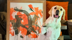 Illustration : "Ce Labrador artiste-peintre vend ses toiles au profit d’associations de protection animale (vidéo)"