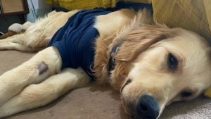 Illustration : "Âgé de 6 mois, ce chiot avait été abandonné avec un harnais devenu trop petit qui lui avait causé une importante blessure"