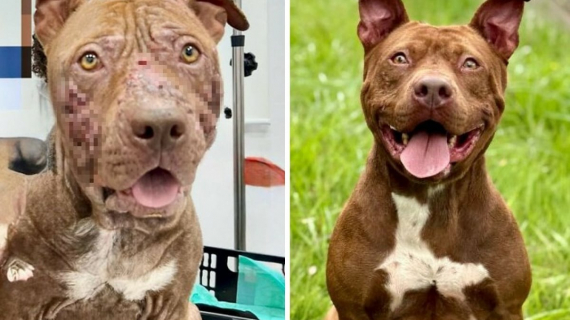 Illustration : 20 « avant-après » saisissants montrant la transformation des Pitbulls sauvés par une association