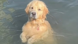 Illustration : "Ce Golden Retriever impressionne ses humains par ses talents de pêcheur (vidéo)"