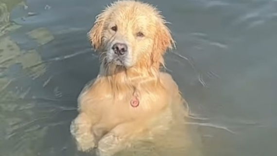 Illustration : Ce Golden Retriever impressionne ses humains par ses talents de pêcheur (vidéo)