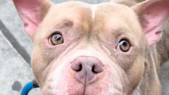 Illustration : Abandonnée sur un trottoir par ses propriétaires, cette chienne prend un nouveau départ (vidéo)