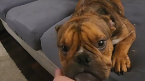 Illustration : Ce chien de refuge adopté est ravi d’avoir enfin un canapé où s’allonger (vidéo)