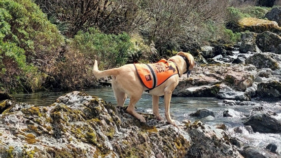Illustration : Une espèce d’oiseaux, rare et menacée, perdue de vue depuis des années a été redécouverte par une chienne