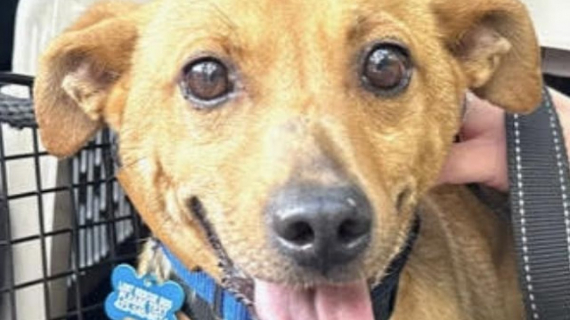 Illustration : Un chien inconnu se présente dans un jardin et un homme lui vient en aide, changeant sa vie pour toujours