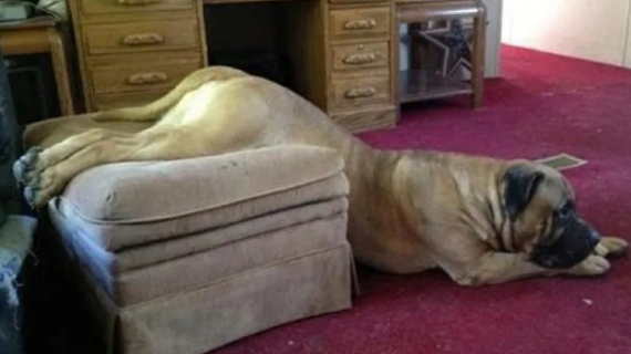 Illustration : 12 photos de chiens spécialistes des postures loufoques