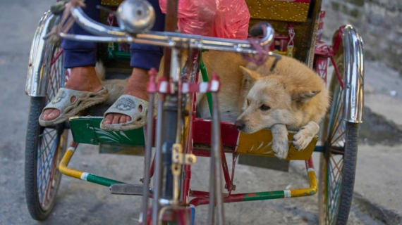 Illustration : Un conducteur de pousse-pousse et son chien deviennent des célébrités locales