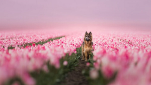 Illustration : "20 photos de chiens splendides prises par une photographe professionnelle"