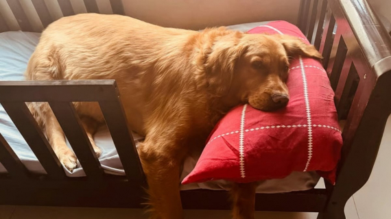 Illustration : Lorsqu’un refuge lui suggère d’abandonner un chien dans la rue pour en choisir un autre, cette femme prend une décision radicale