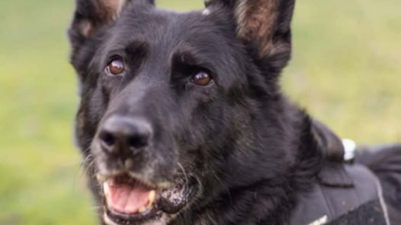 Illustration : Cette chienne policière à la retraite donne naissance à un projet de pension