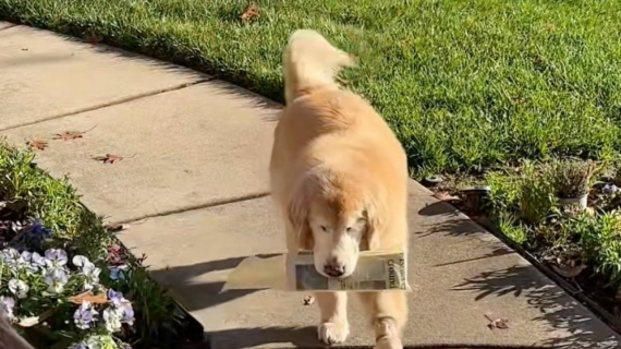 Illustration : La routine matinale de ce Golden Retriever attendrit le coeur de son propriétaire et des internautes (vidéo)