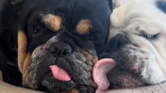 Illustration : Une femme décide d’adopter le meilleur ami canin de sa chienne afin de les réunir pour toujours (vidéo)