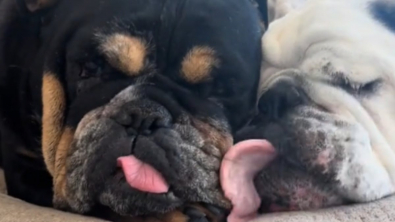 Illustration : Une femme décide d’adopter le meilleur ami canin de sa chienne afin de les réunir pour toujours (vidéo)
