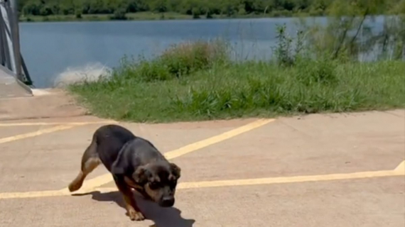 Illustration : Un homme sauve un chiot abandonné près d’un lac et finit par l’adopter