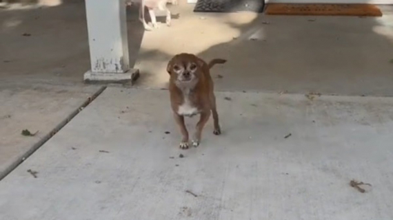 Illustration : Cette femme découvre le véritable nom de son chien d’adoption et voit aussitôt la différence quand elle l’appelle (vidéo)