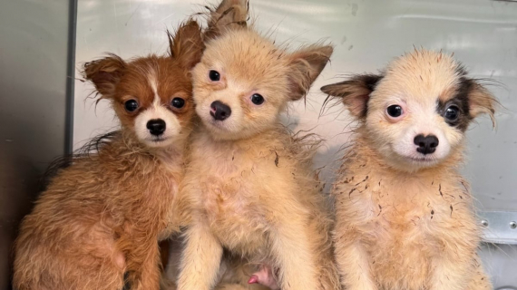 Illustration : Sortis d’une usine à chiots, ces 3 rescapés vivent une véritable transformation après avoir reçu leurs premiers soins
