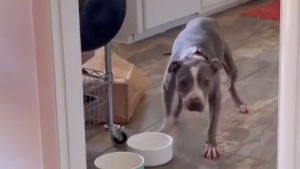 Illustration : "La bêtise adorable de cette chienne souffrant d’arthrose est en réalité un geste important pour sa mère d’accueil (vidéo)"