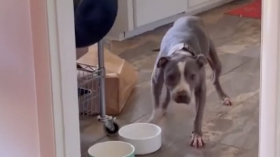 Illustration : La bêtise adorable de cette chienne souffrant d’arthrose est en réalité un geste important pour sa mère d’accueil (vidéo)