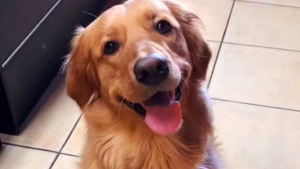 Illustration : "La ruse d’une Golden Retriever l’aide à trouver l’utilité des griffes de son compagnon félin (vidéo)"