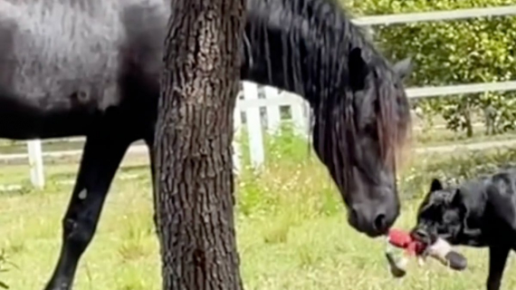 Illustration : Un chien et un cheval meilleurs amis adorent jouer au tir à la corde, pour le plus grand bonheur des internautes (vidéo)