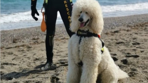Illustration : "Ce Caniche autrefois craintif est devenu sauveteur en mer"