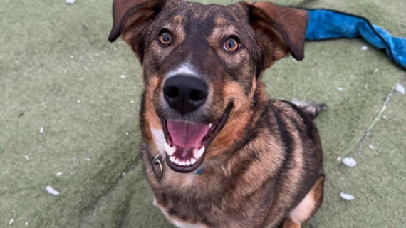 Illustration : Ce chiot de 10 mois, qui n’a connu que la vie en refuge, quitte son pays pour trouver un nouveau départ