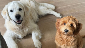 Illustration : "Cette Labradoodle s’amuse lorsqu’elle est gardée par ses grands-parents et leur chien sénior rajeunit grâce à elle"