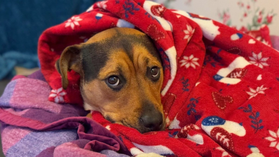Illustration : Après 510 jours d’attente, cette chienne de refuge trouve une famille prête à l’aimer
