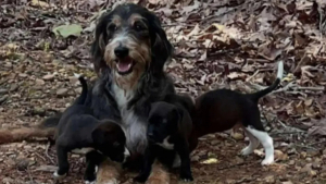 Illustration : "Une chienne et ses 3 chiots trouvent enfin du réconfort après avoir été abandonnés au bord de la route"