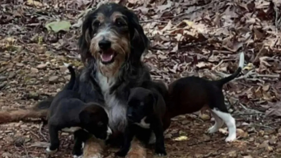 Illustration : Une chienne et ses 3 chiots trouvent enfin du réconfort après avoir été abandonnés au bord de la route