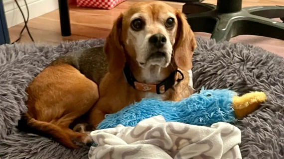 Illustration : Ce Beagle issu d’un laboratoire de tests découvre enfin la vie de famille et reçoit son premier jouet (vidéo)