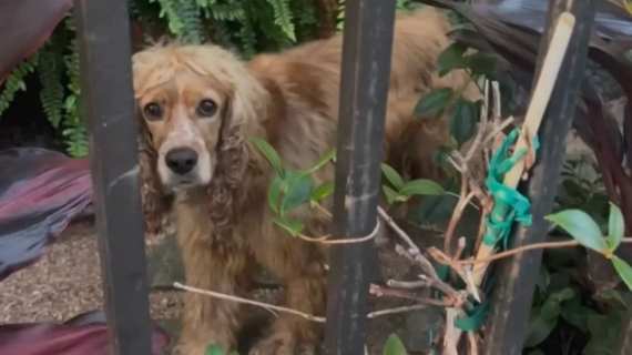 Illustration : Grâce à une bonne samaritaine ce Cocker forcé de vivre dehors en permanence prend enfin un nouveau départ (vidéo)
