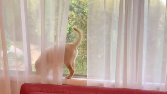 Illustration : Ce chiot pense qu’il est un chat, mais n’a pas encore les mêmes réflexes que son ami félin (vidéo)