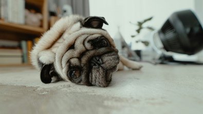 Illustration : "Identifier et apaiser le stress chez le chien"