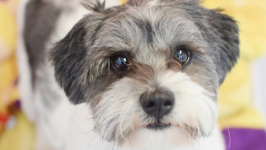 Illustration : "Le triste record de ce chien dont l’adoption ne dure que 10 minutes ne l’empêche pas de garder l’espoir"