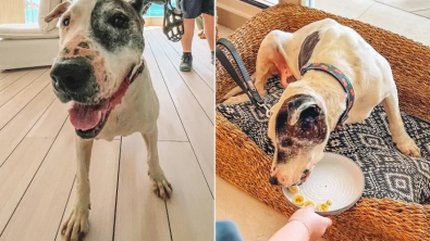 Illustration : "Après avoir été invité dans un hôtel de luxe, ce chien, qui a passé 10 années en refuge, voit sa vie transformée (vidéo)"