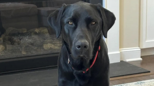 Illustration : "Cette femme récupère son chien à la pension canine, mais constate très vite l’erreur qui a été commise"