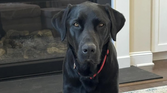 Illustration : Cette femme récupère son chien à la pension canine, mais constate très vite l’erreur qui a été commise