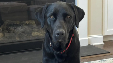 Illustration : "Cette femme récupère son chien à la pension canine, mais constate très vite l’erreur qui a été commise"