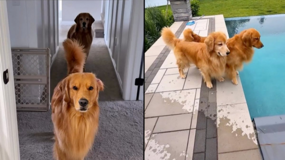 Illustration : Impatients d’aller se baigner, ces 2 Golden Retrievers ne peuvent contenir leur joie (vidéo)