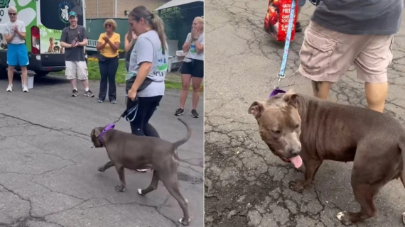Illustration : Cette chienne trouve enfin son foyer pour toujours après avoir passé plus de 640 jours à l’attendre au refuge