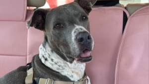 Illustration : "Cette femme adopte une chienne atteinte d'une maladie incurable et qui a passé plus de 790 jours dans un refuge"