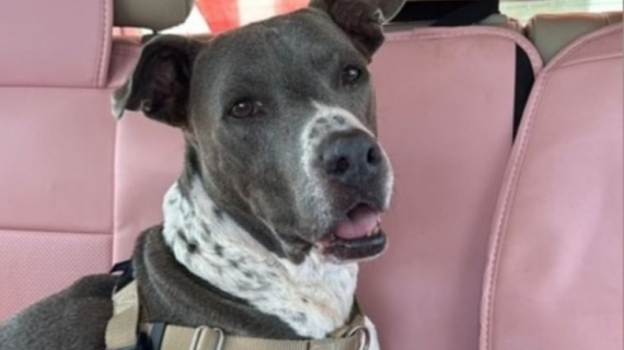 Illustration : Cette femme adopte une chienne atteinte d'une maladie incurable et qui a passé plus de 790 jours dans un refuge