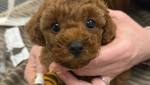 Illustration : "Une cagnotte solidaire permet d’opérer et de sauver la vie d’un chiot qui n’avait aucune chance de survie"