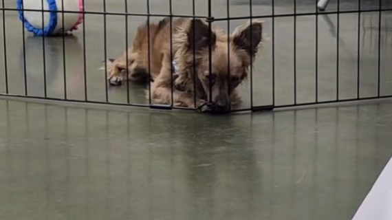 Illustration : Ce chien ignoré par les visiteurs à cause de son handicap voit sa vie changer grâce à une vidéo publiée sur Internet