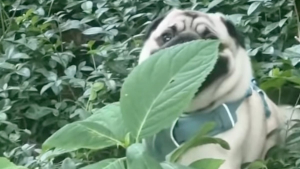 Illustration : "Ce Carlin refuse de quitter le parc et se lance dans une partie de cache-cache pas très réussie pour échapper à sa propriétaire (vidéo)"