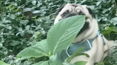 Illustration : "Ce Carlin refuse de quitter le parc et se lance dans une partie de cache-cache pas très réussie pour échapper à sa propriétaire (vidéo)"